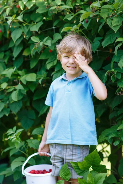 Little blond boy having fun with picking berries on raspberry fa — Stock Photo, Image