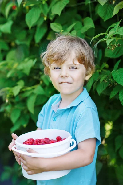 Pequeño chico rubio divirtiéndose con la recolección de bayas en frambuesa fa — Foto de Stock