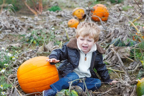 Little toddler boy on pumpkin field — Stock Photo, Image