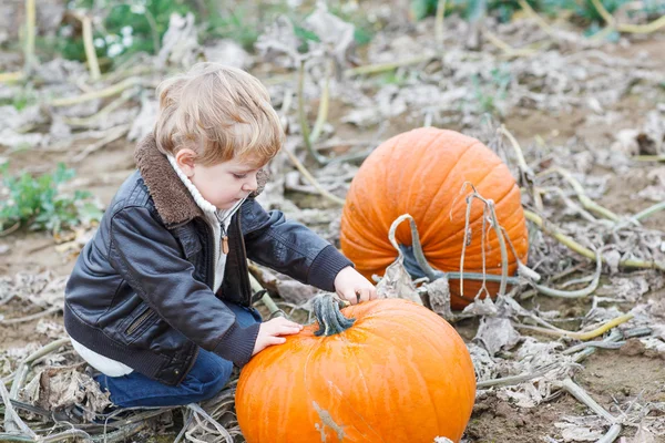 Little toddler boy on pumpkin patch field — Stock Photo, Image