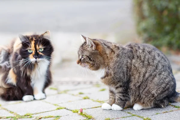 배경에 다른 고양이 함께 도시에서 거리에 고양이 — 스톡 사진