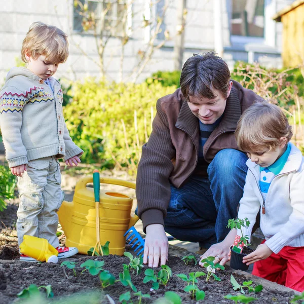 2 つの小さな男の子と野菜畑の苗を植えることの父 — ストック写真