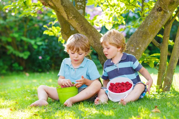 Dois filhos pequenos que comem framboesas no jardim de casa . — Fotografia de Stock