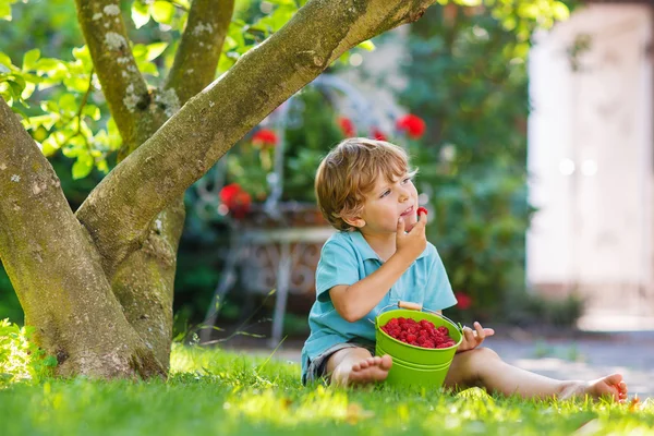 Adorable little preschool boy eating raspberries in home's garde — Stock Photo, Image