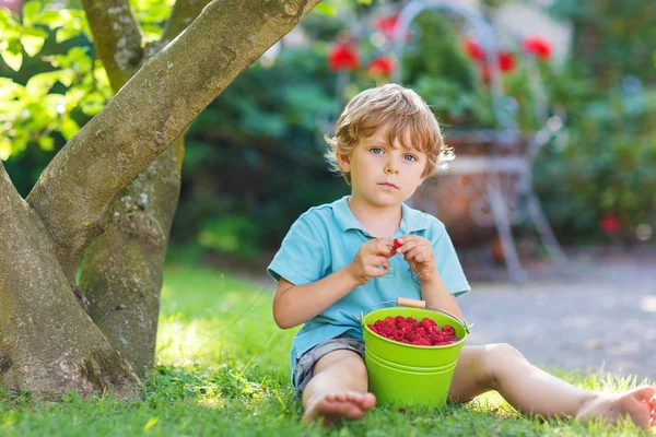 Criança pré-escolar adorável comendo framboesas no gar de casa — Fotografia de Stock