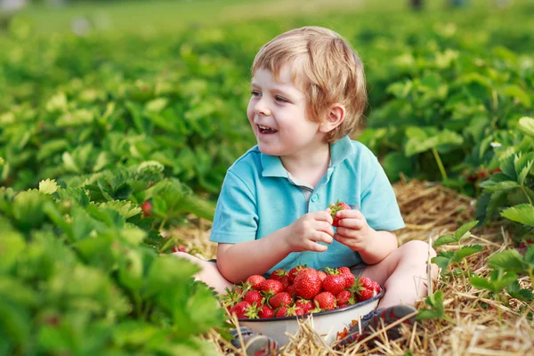 Счастливый малыш на ферме по сбору ягод, собирает клубнику — стоковое фото
