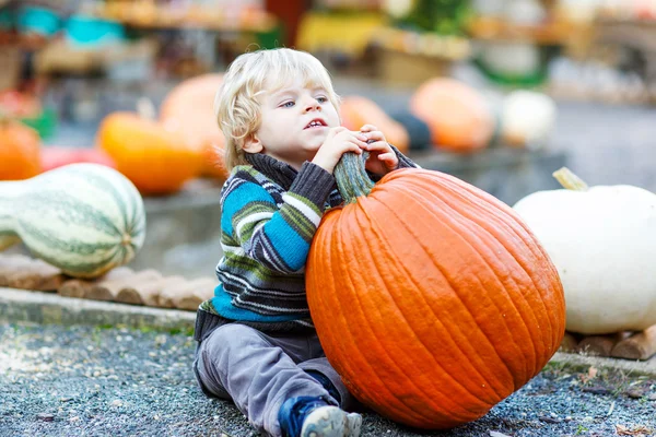 Pequeño niño lindo sentado con calabaza enorme en Halloween o que —  Fotos de Stock