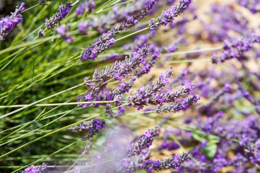 Lavanta alanları yakınında valensole Provence, Fransa.