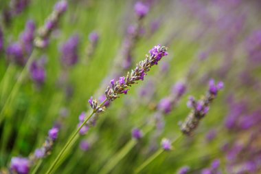 Lavanta alanları yakınında valensole Provence, Fransa.