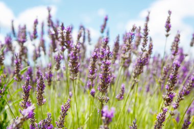 Lavanta alanları yakınında valensole Provence, Fransa.