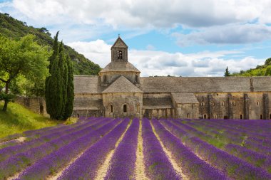 Abbey of Senanque and blooming rows lavender flowers clipart