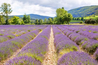 Lavanta alanları yakınında valensole Provence, Fransa.