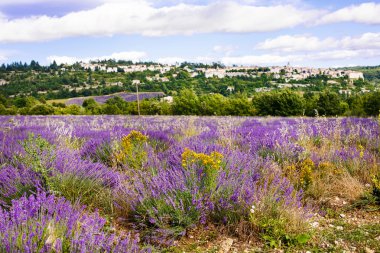 Lavanta alanları yakınında valensole Provence, Fransa.