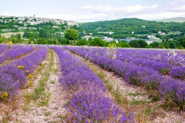 Lavanta alanları yakınında valensole Provence, Fransa.