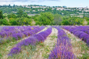 Lavanta alanları yakınında valensole Provence, Fransa.