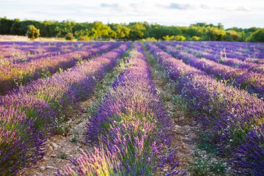 Lavanta alanları yakınında valensole Provence, Fransa.