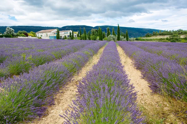 Лавандовые поля рядом с Valensole в Провансе, Франция . — стоковое фото
