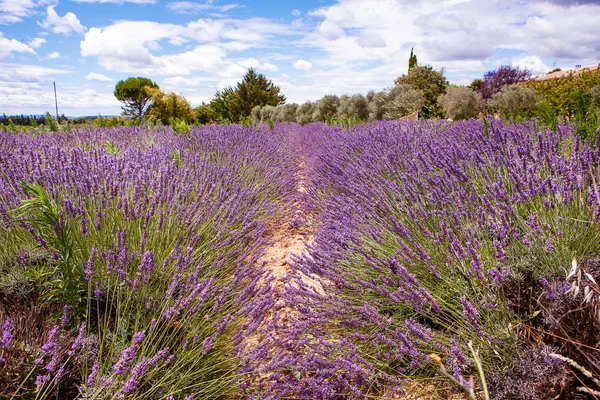 Lavender τους τομείς κοντά valensole στην Προβηγκία, Γαλλία. — Φωτογραφία Αρχείου