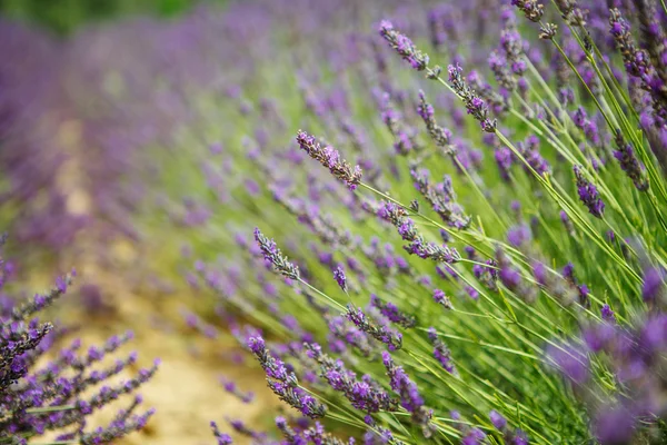 Lavender fields near Valensole in Provence, France. — Stock Photo, Image