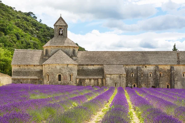 Abbey of Senanque and blooming rows lavender flowers — Stock Photo, Image