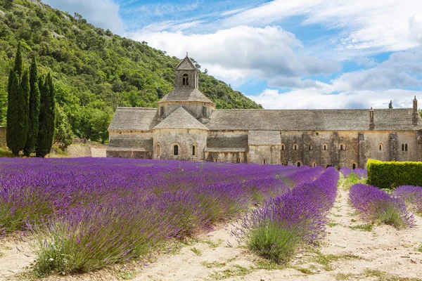 Klosteret i Senanque og blomstrende rader med lavendelblomster – stockfoto