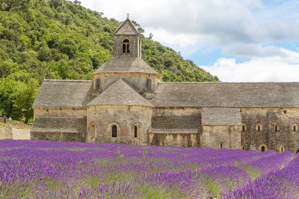 Abadia de Senanque e florescendo linhas flores de lavanda — Fotografia de Stock