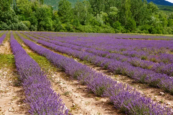 Campos de lavanda perto de Valensole em Provence, França . — Fotografia de Stock