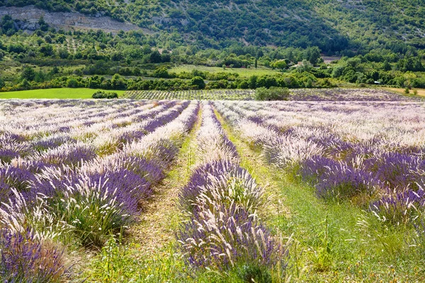 Campos de lavanda perto de Valensole em Provence, França . — Fotografia de Stock