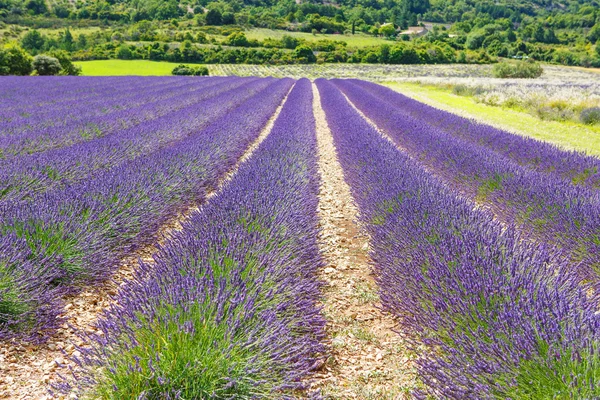 Лавандовые поля рядом с Valensole в Провансе, Франция . — стоковое фото