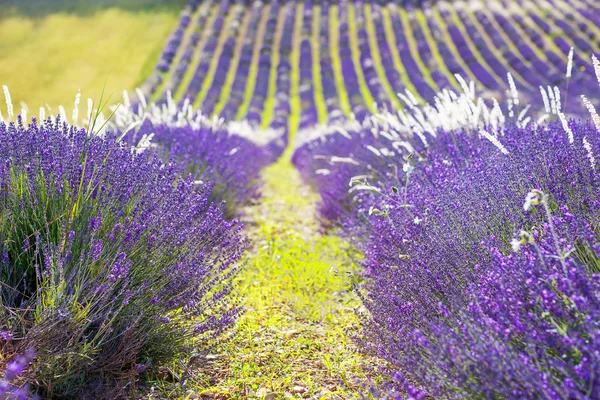 Campos de lavanda perto de Valensole em Provence, França . — Fotografia de Stock