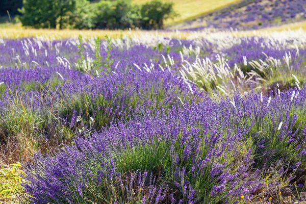 Лавандовые поля рядом с Valensole в Провансе, Франция . — стоковое фото