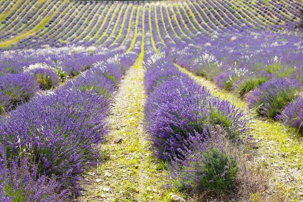 Campos de lavanda perto de Valensole em Provence, França . — Fotografia de Stock