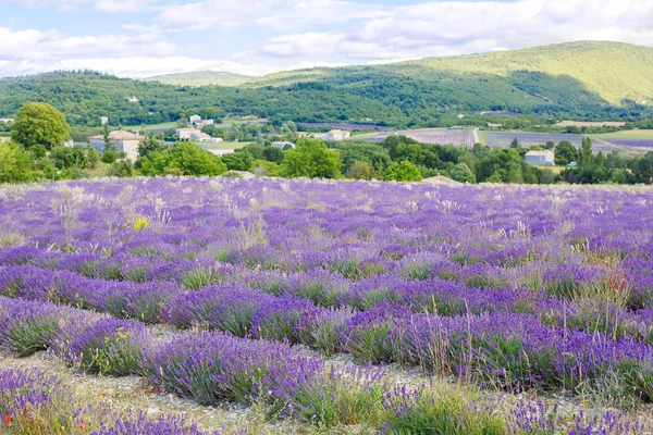 在普罗旺斯，法国的 valensole 附近的薰衣草田. — 图库照片