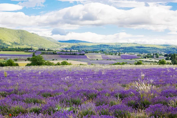 Lavendelfelder in der Nähe von Valensole in der Provence, Frankreich. — Stockfoto