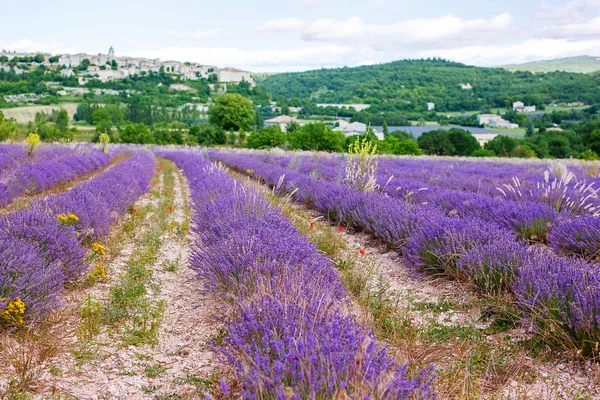 Levendula mezők közelében valensole, Provence, Franciaország. — Stock Fotó