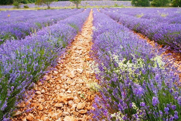 Levendula mezők közelében valensole, Provence, Franciaország. — Stock Fotó