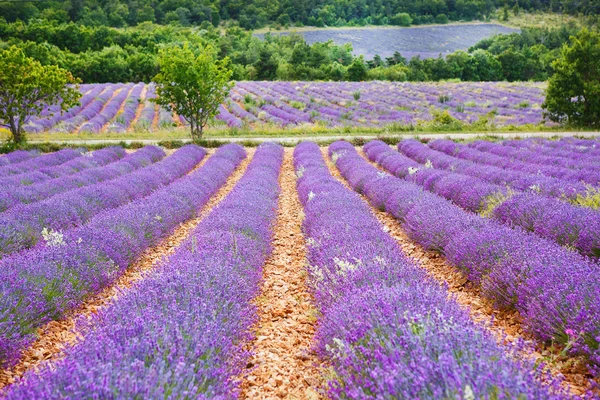 Лавандовые поля рядом с Valensole в Провансе, Франция . — стоковое фото