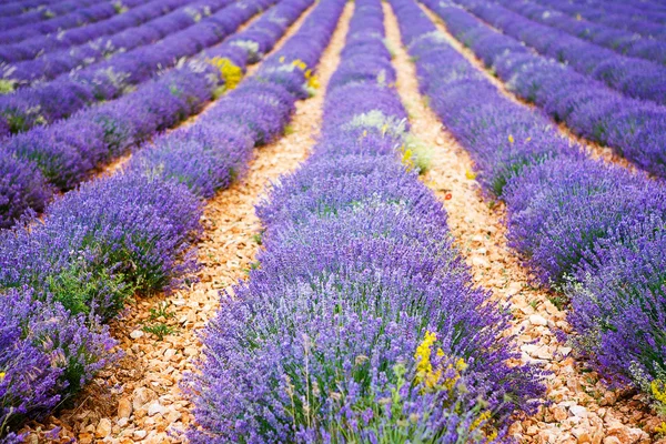 Levendula mezők közelében valensole, Provence, Franciaország. — Stock Fotó