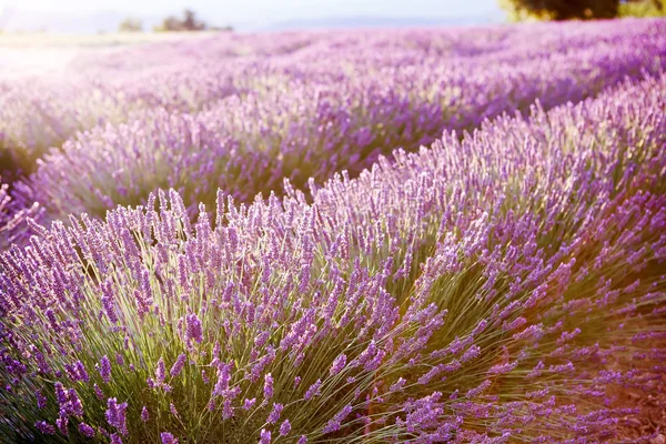 Campos de lavanda perto de Valensole em Provence, França . — Fotografia de Stock