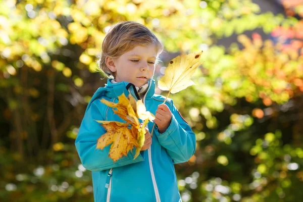 Niño adorable con hojas de arce amarillo en el parque de otoño —  Fotos de Stock
