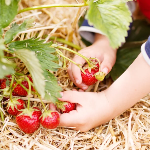 Manos de niño pequeño recogiendo fresas — Foto de Stock