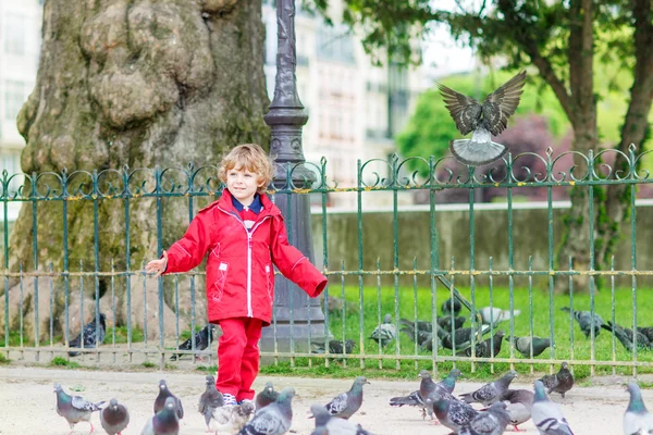 Cute little  boy catching and playing with pigeons in city — Stock Photo, Image