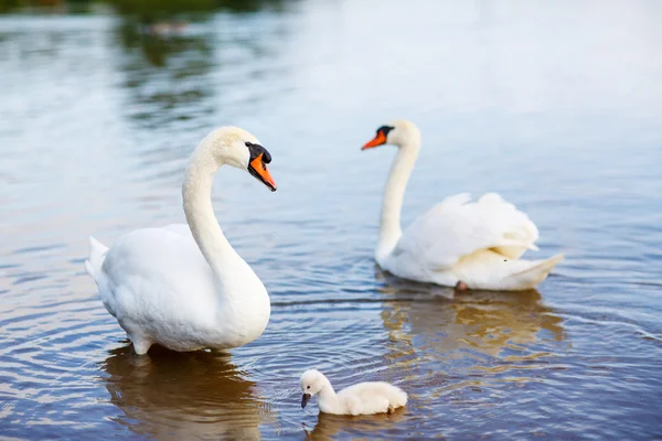 Família de pássaros: cisnes e cygnet, em um lago — Fotografia de Stock