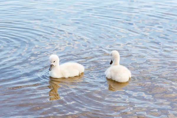 Vogelfamilie: Schwan-Cygnets auf einem See. — Stockfoto