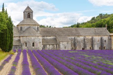 Abbey, senanque ve çiçek açan lavanta çiçekleri satırlar