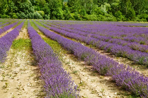 在普罗旺斯，法国的 valensole 附近的薰衣草田. — 图库照片