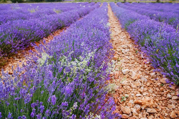 Campos de lavanda perto de Valensole em Provence, França . — Fotografia de Stock