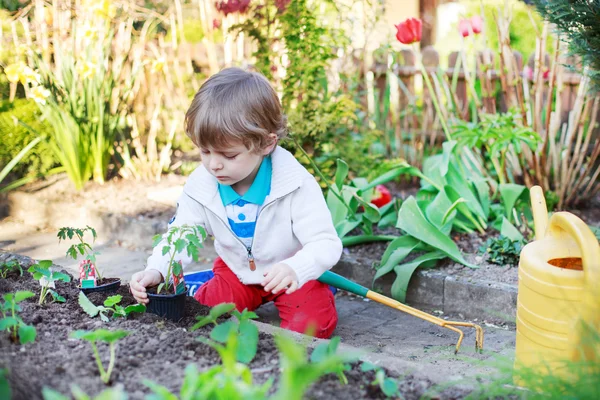 Adorável menino loiro plantando sementes e mudas de tomate — Fotografia de Stock