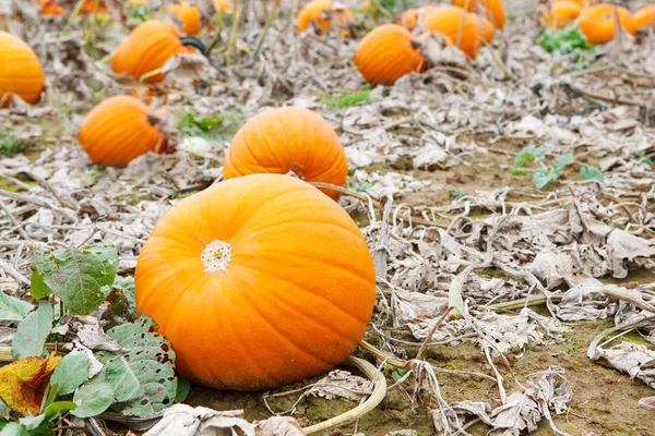 Pumkin field with different types of pumpkin on autumn day — Stock Photo, Image