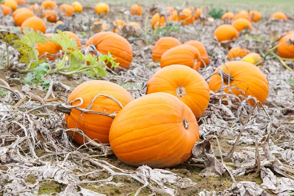 Pumpkin veld met verschillende typen van pompoen op herfstdag — Stockfoto